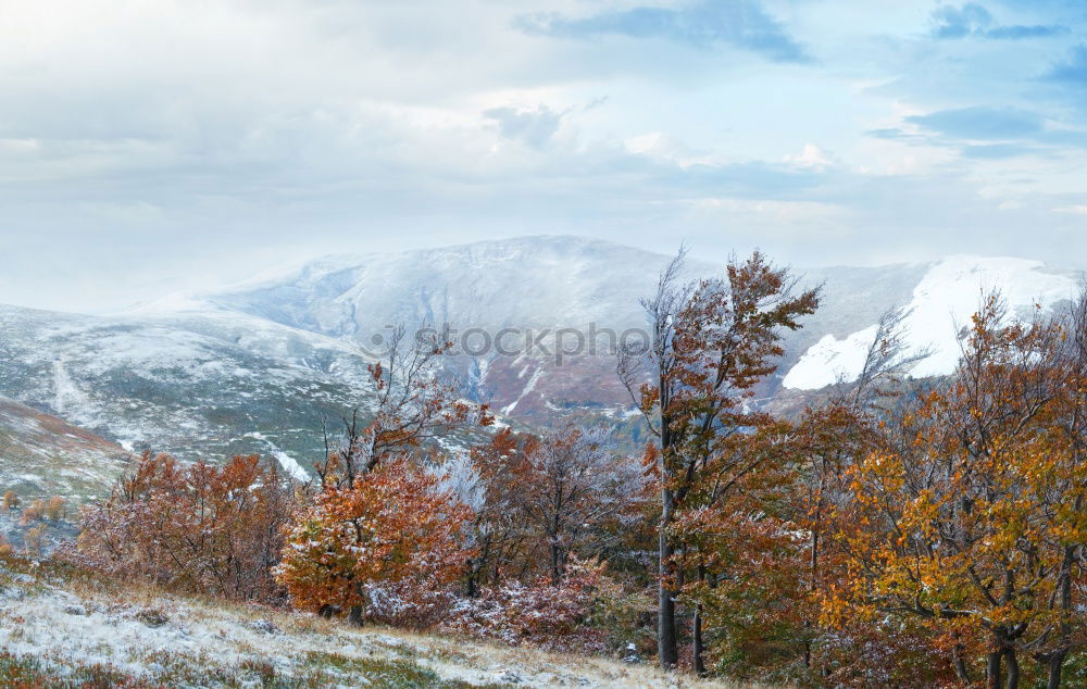 Similar – Image, Stock Photo Autumn forest and snowy mountains