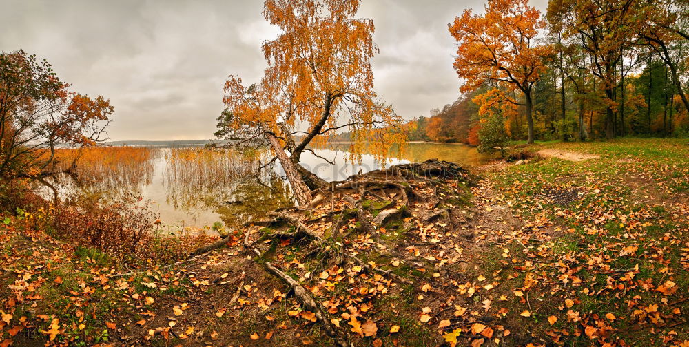 Image, Stock Photo October colorful forest