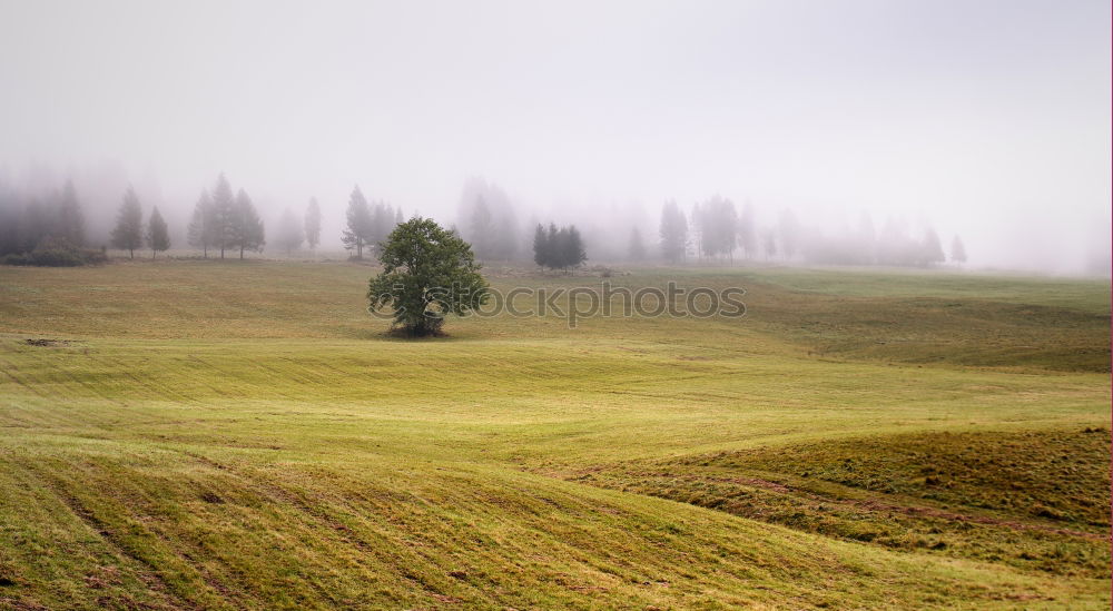 Similar – Foto Bild Pferde am Abend Weide