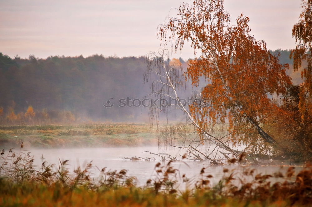 Similar – Image, Stock Photo October colorful forest