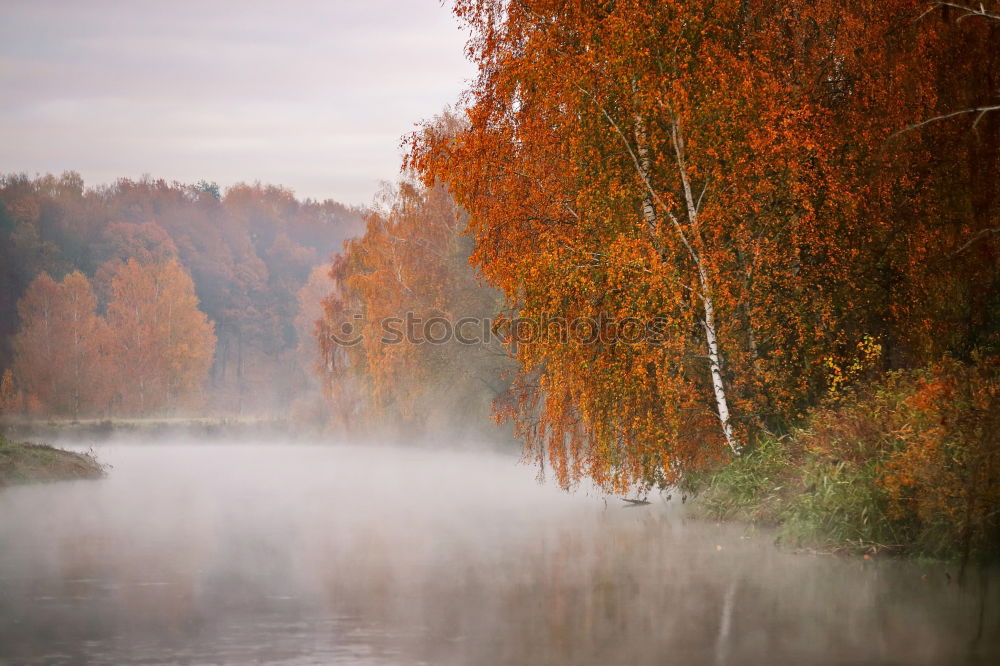 Similar – Image, Stock Photo autumn mood Nature