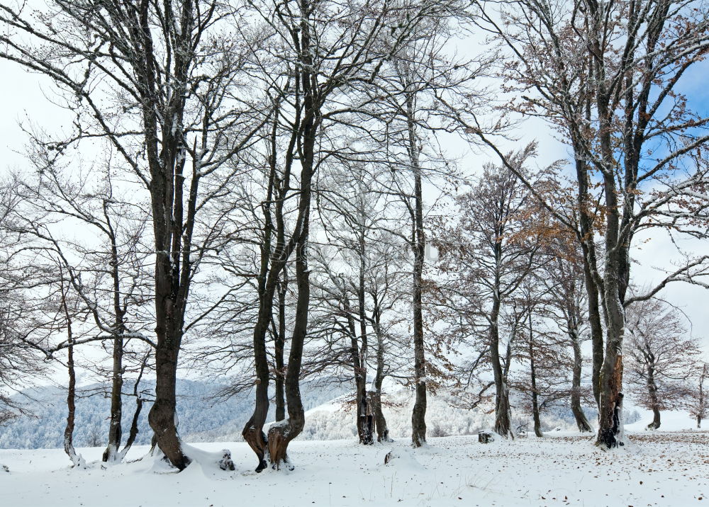 Similar – Foto Bild Der Bär groovt Baum