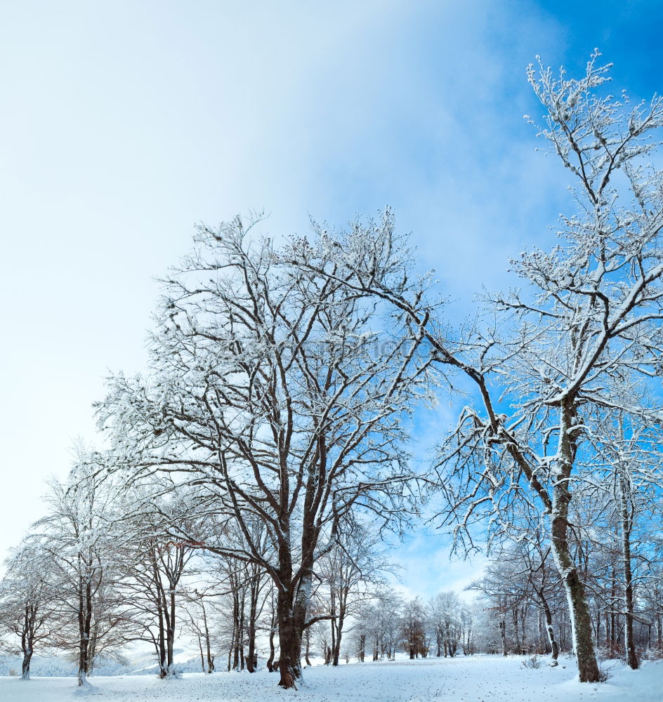 Similar – Schauinslandgegenlichtwetterbuche