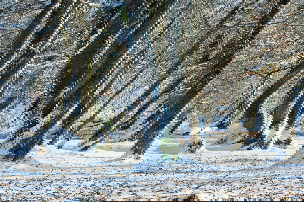 Similar – Foto Bild kalter Winterwald