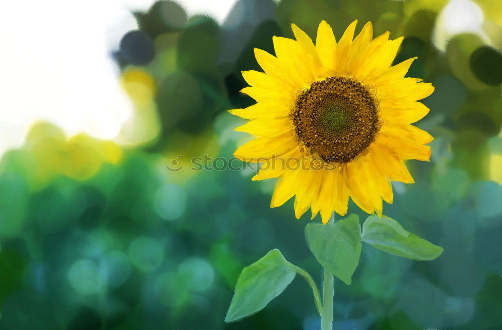 Similar – Image, Stock Photo Perfect sunflower in the garden