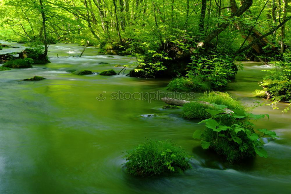 Similar – Image, Stock Photo Landscape in the Spreewald near Lübbenau