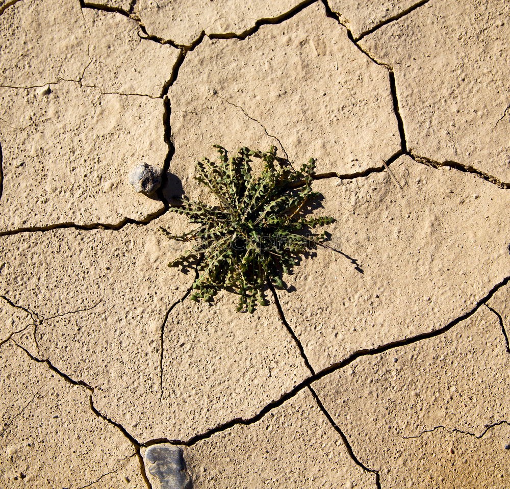 Similar – Image, Stock Photo run sand Blade of grass