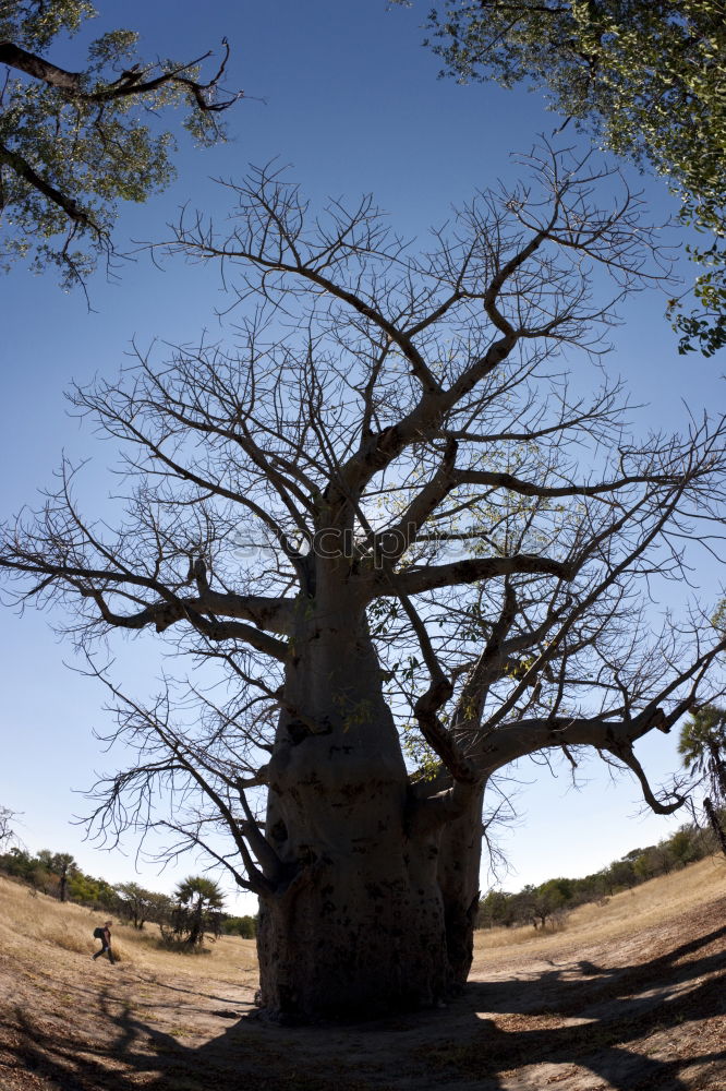 Similar – Image, Stock Photo dry tree in the desert