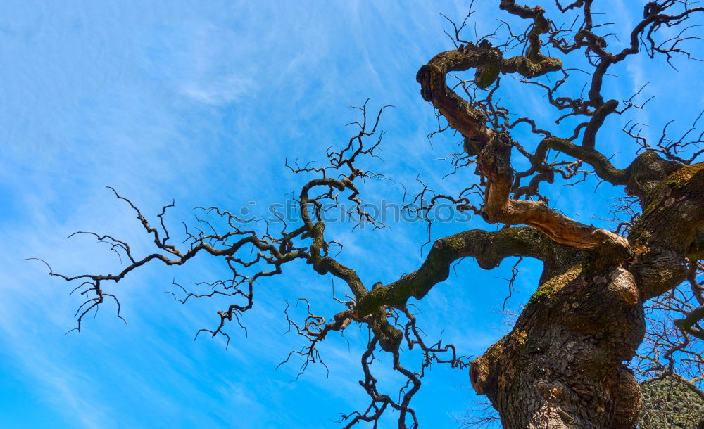 Similar – trunk Tree Plant Clouds