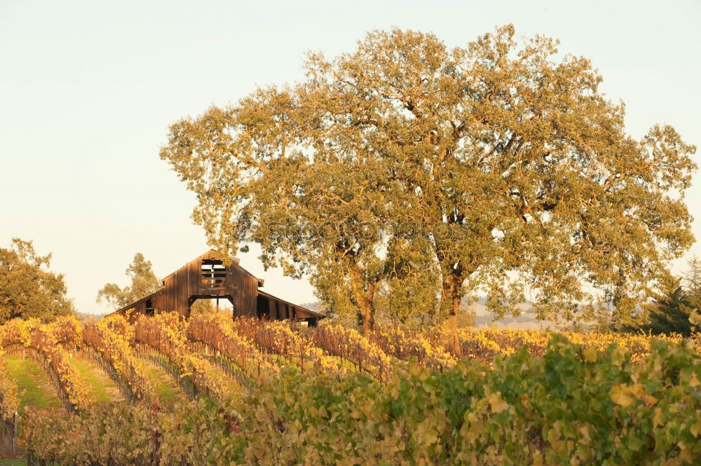 Image, Stock Photo …the spirit of wine