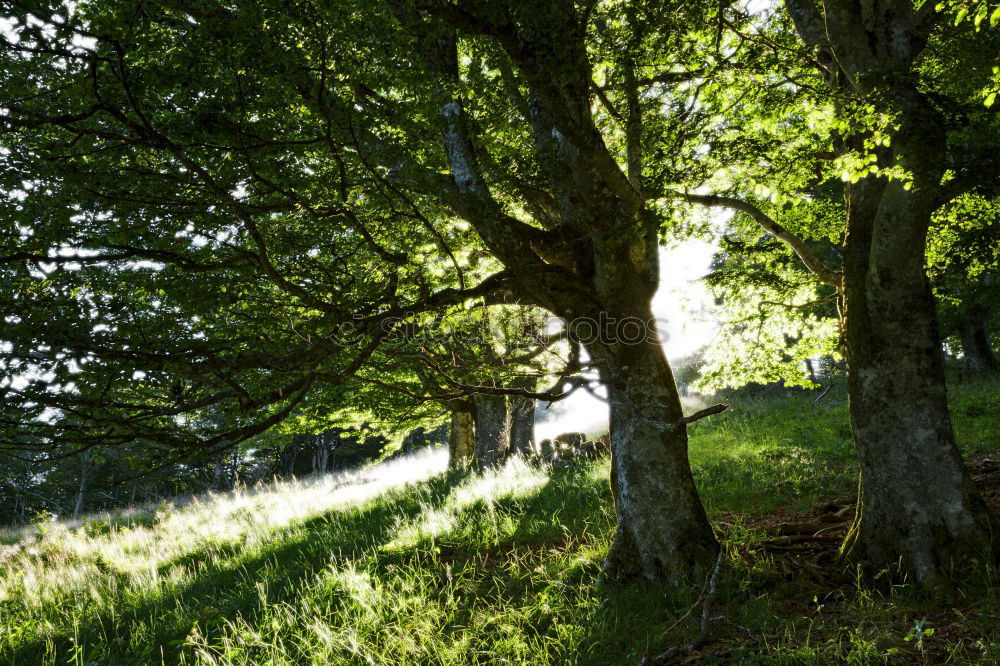 Similar – Foto Bild kleines Idyll Erholung