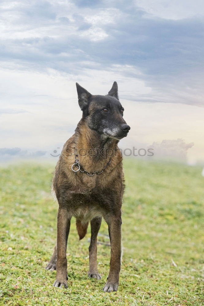 Similar – Image, Stock Photo German shepherd dog