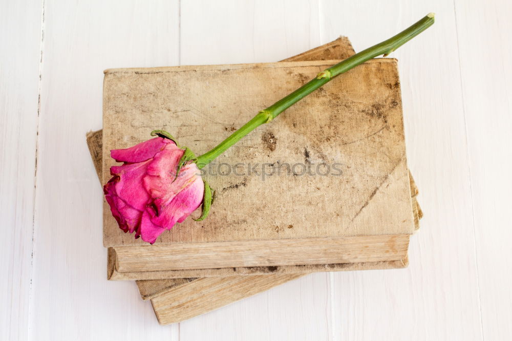 Similar – Bouquet of mixed flowers and a message card