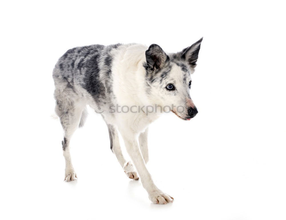 Similar – Foto Bild Snow Dog II Umwelt Natur