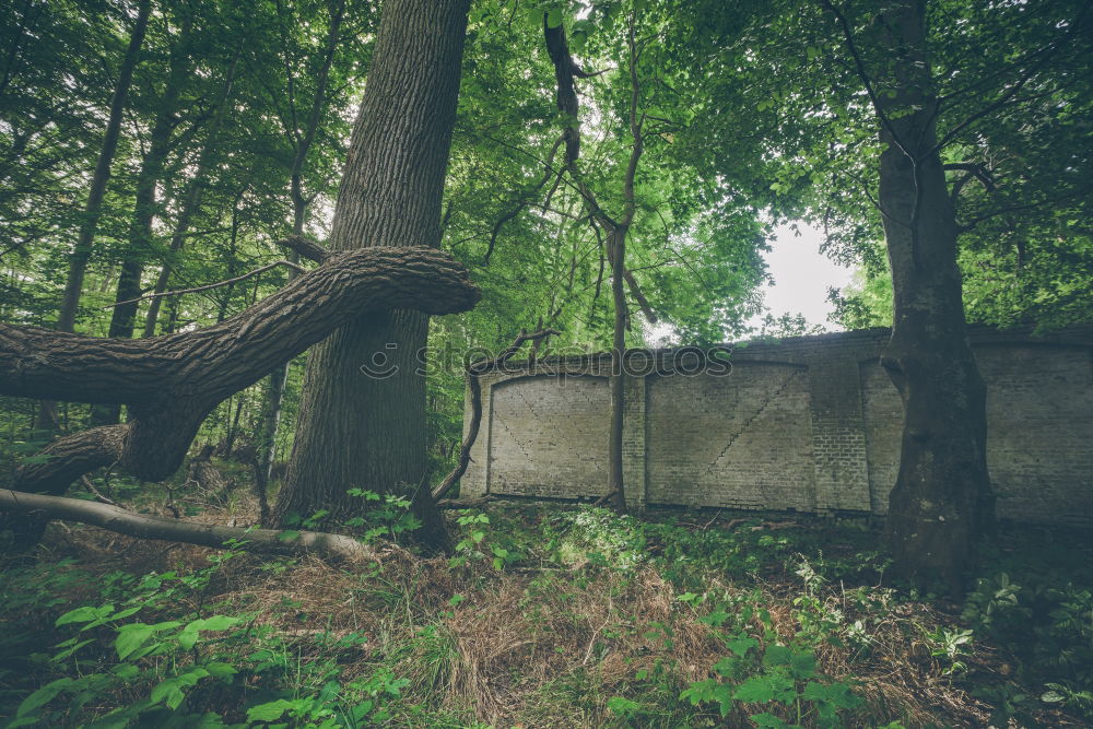 Image, Stock Photo green watering can at the cemetery