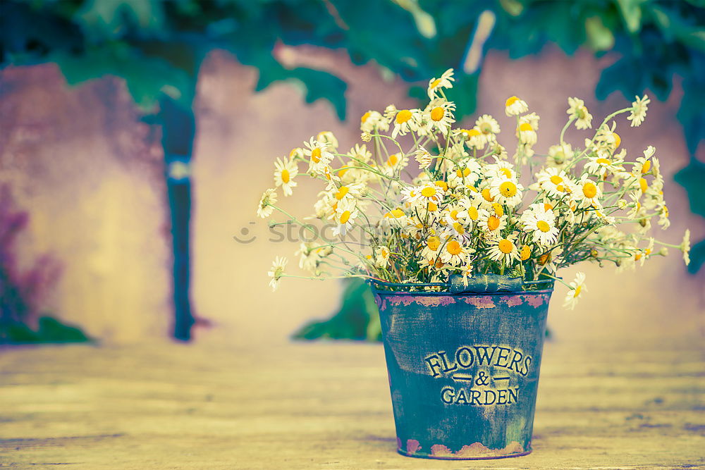 Image, Stock Photo of bees and flowers Joy