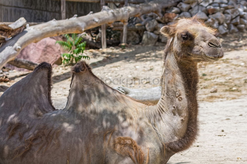 Similar – Image, Stock Photo camel Camel Camel hump