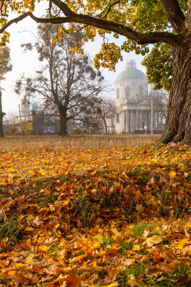 Dresden Autumn Leaf