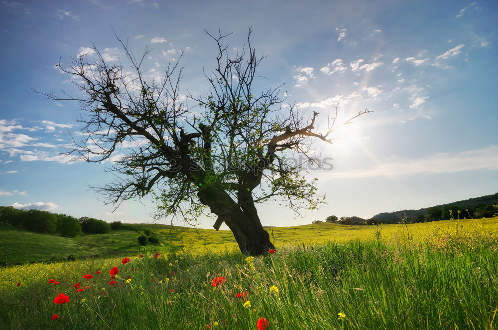 Similar – Image, Stock Photo ladybird perspective