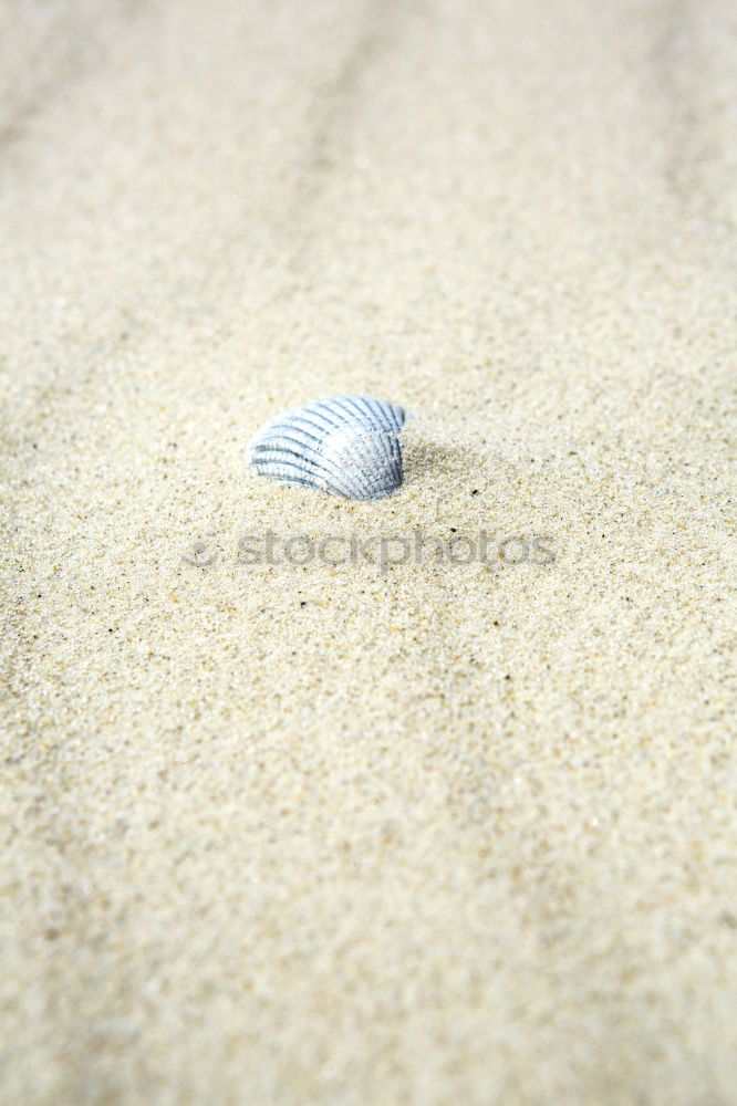 seashell Environment