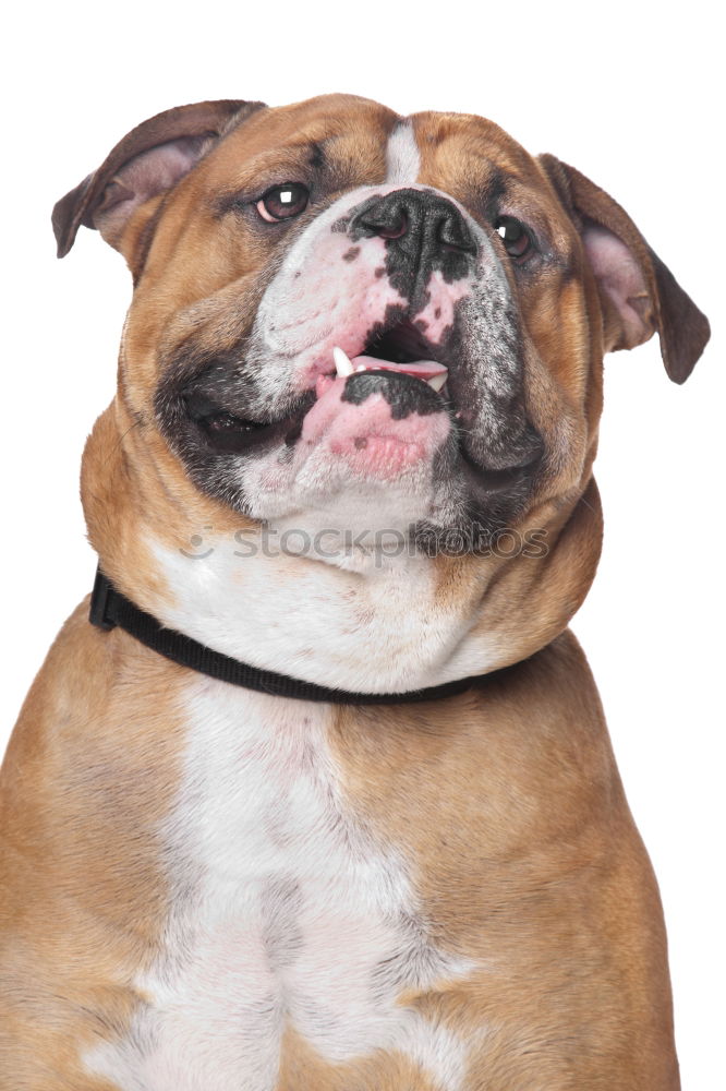 Similar – bulldog Hund Dogge rosa