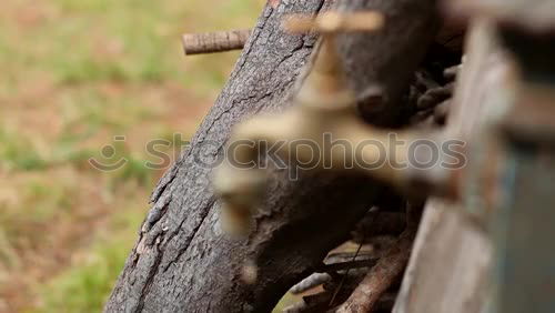 Similar – Image, Stock Photo Secret I. Plant Esthetic