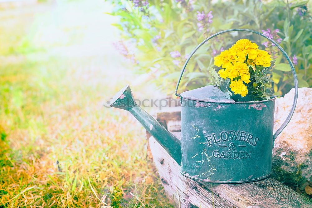 Similar – Old and dirty boots filled with flowers