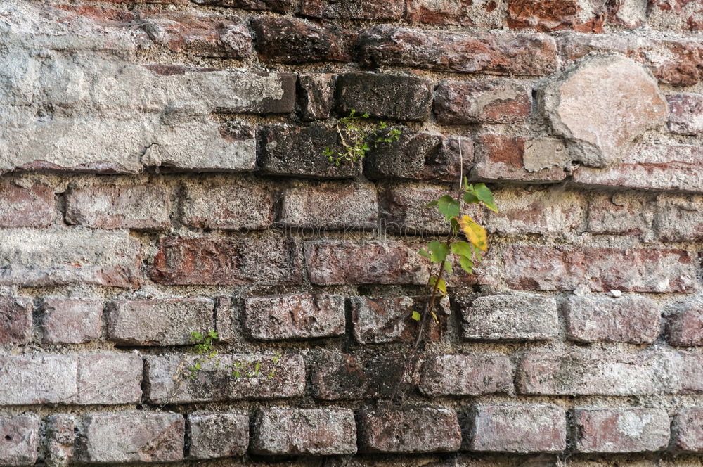 Similar – Image, Stock Photo mauerBLÜMCHEN