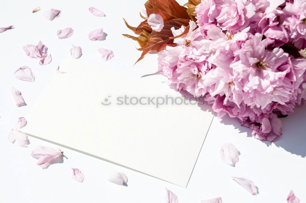 Similar – Beautiful flowers, with empty greeting card