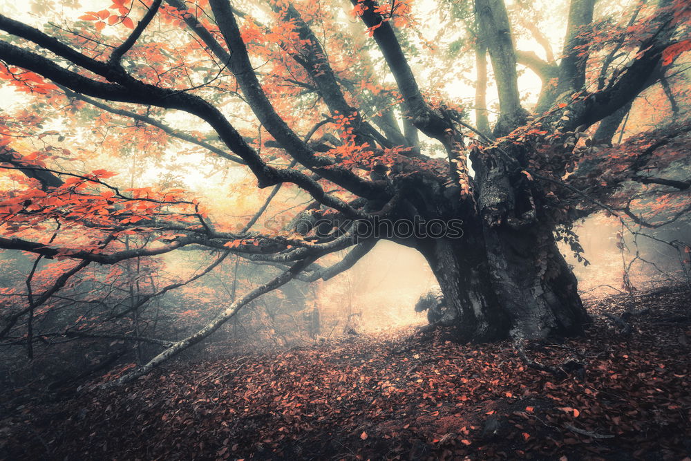 Similar – wald im nebel Wald Baum