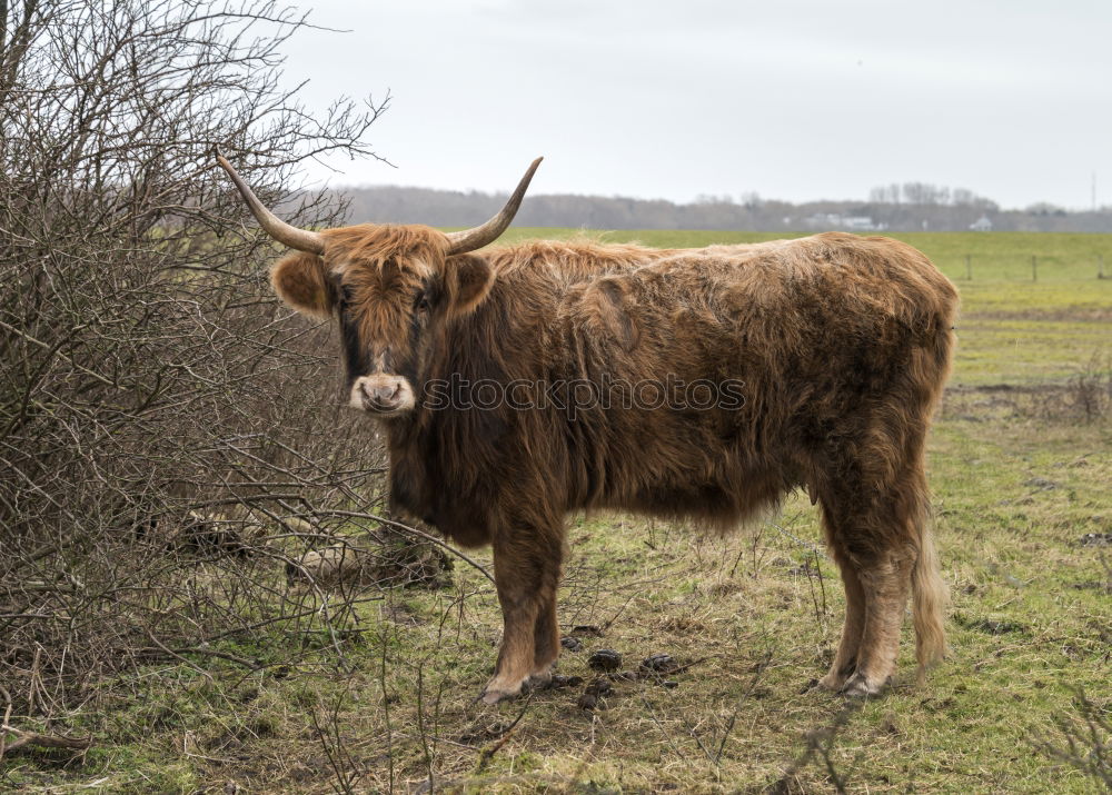 Similar – Scottish Highland Cattle from Usedom