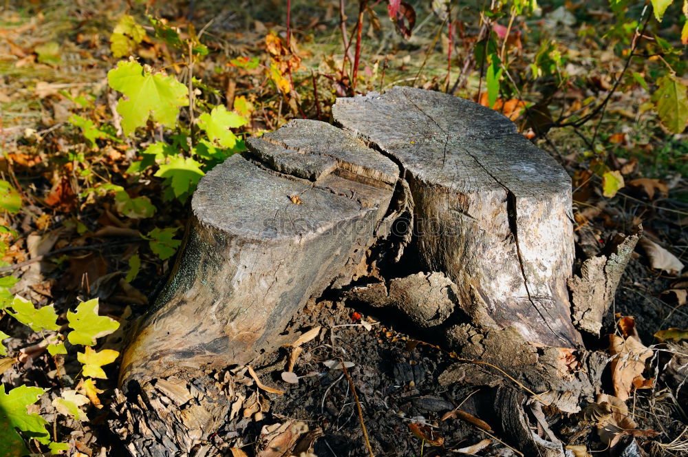 Similar – Image, Stock Photo mushrooms Nature Autumn