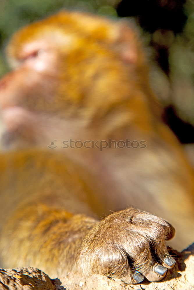 Similar – Foto Bild Kind mit zwei Schildkröten