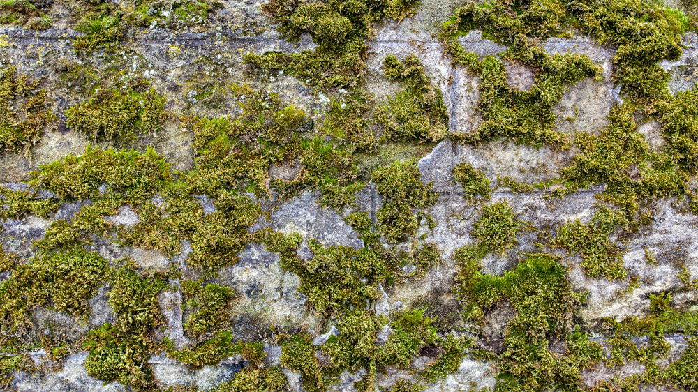 Similar – Image, Stock Photo Death and Life Plant Moss