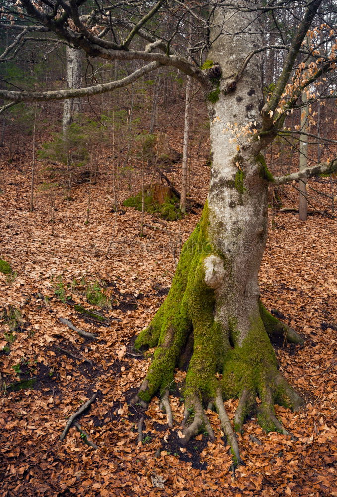 Similar – Image, Stock Photo autumn forest Environment