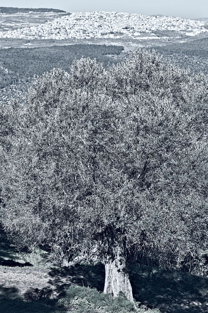 Similar – gate tree Tree