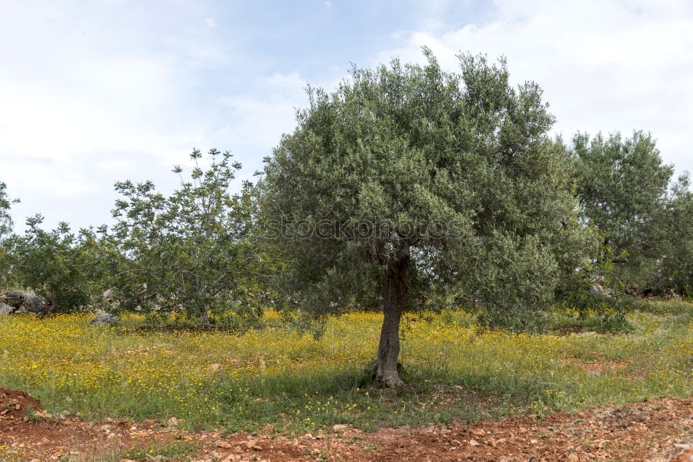 Similar – Image, Stock Photo Olive trees and sun rays