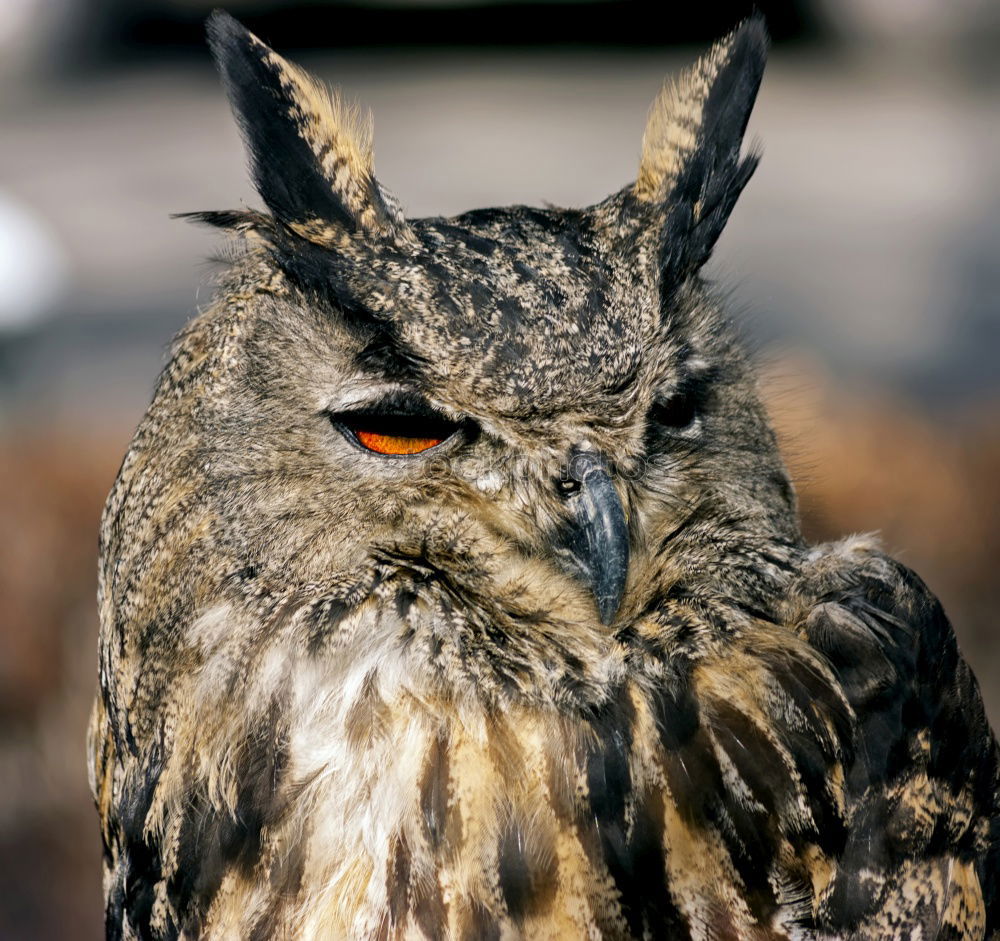 Similar – òó Animal Wild animal Zoo