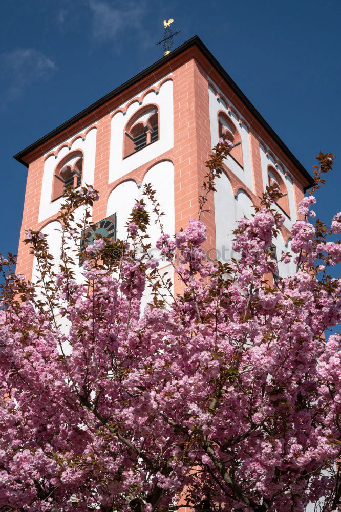 Image, Stock Photo Stuttgart in spring Nature