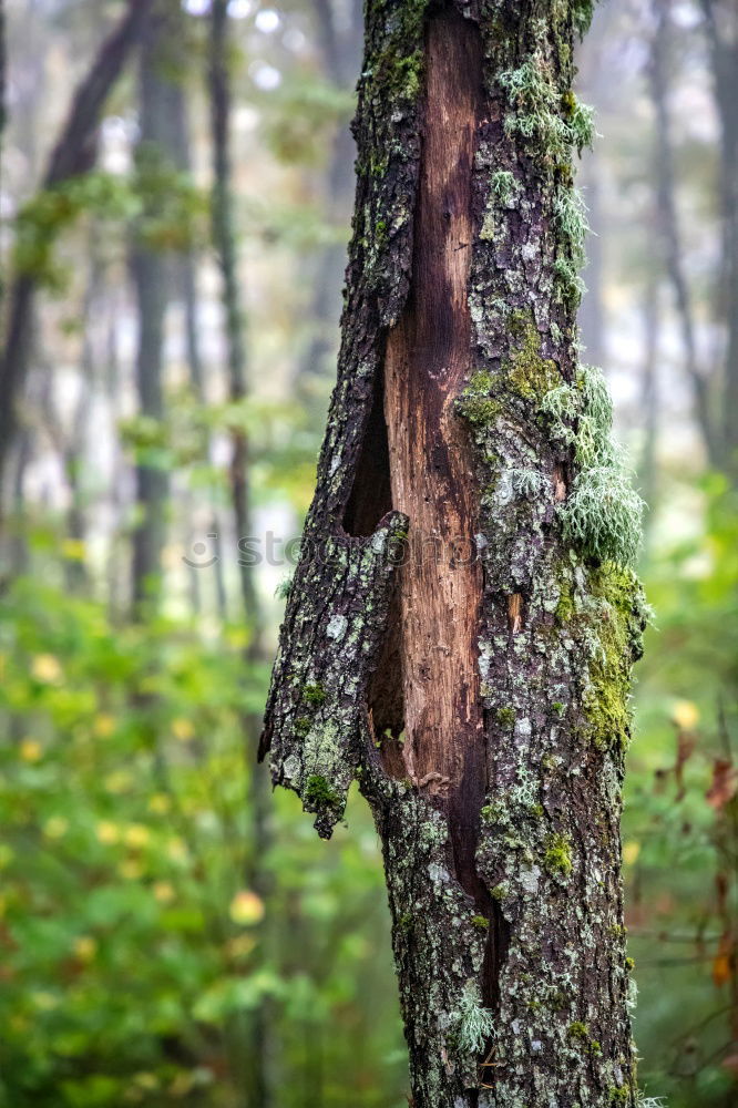 Similar – tree trunk from top to bottom