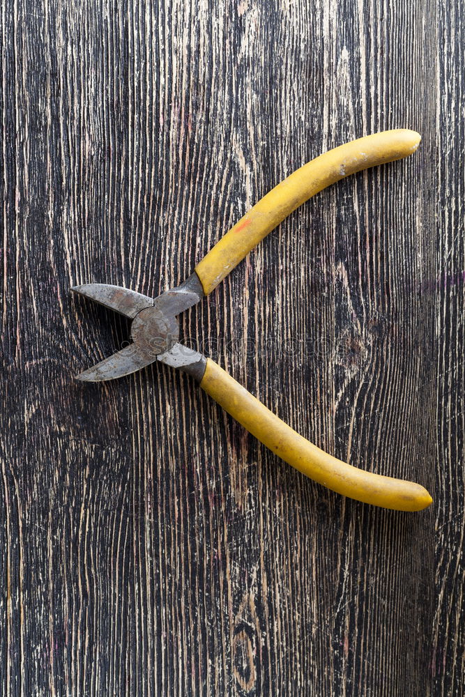 Similar – I can’t forget you! Two pincers with eyes on a wooden table with forget-me-nots