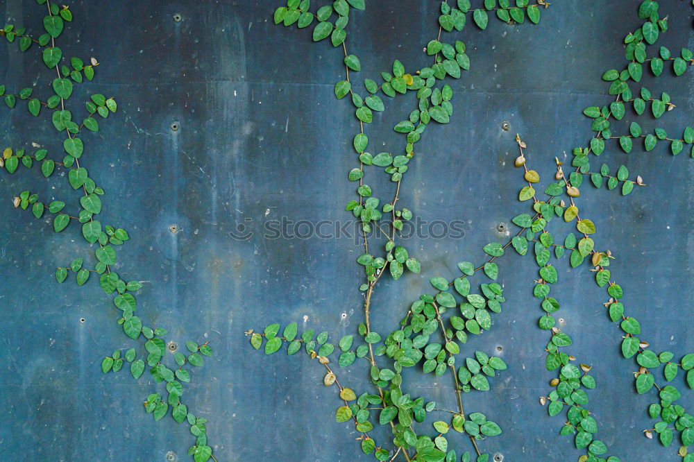 Similar – green plant leaves on the wall