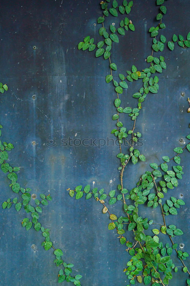 Similar – green plant leaves on the wall