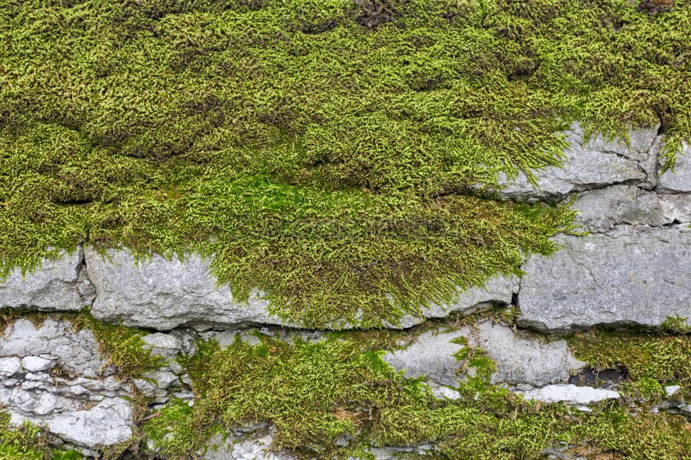 Similar – Foto Bild gespaltene Persönlichkeit