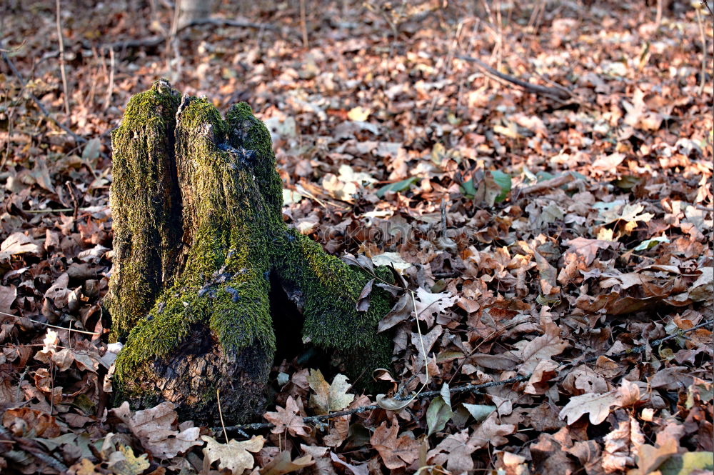 Similar – waldboden Blatt braun