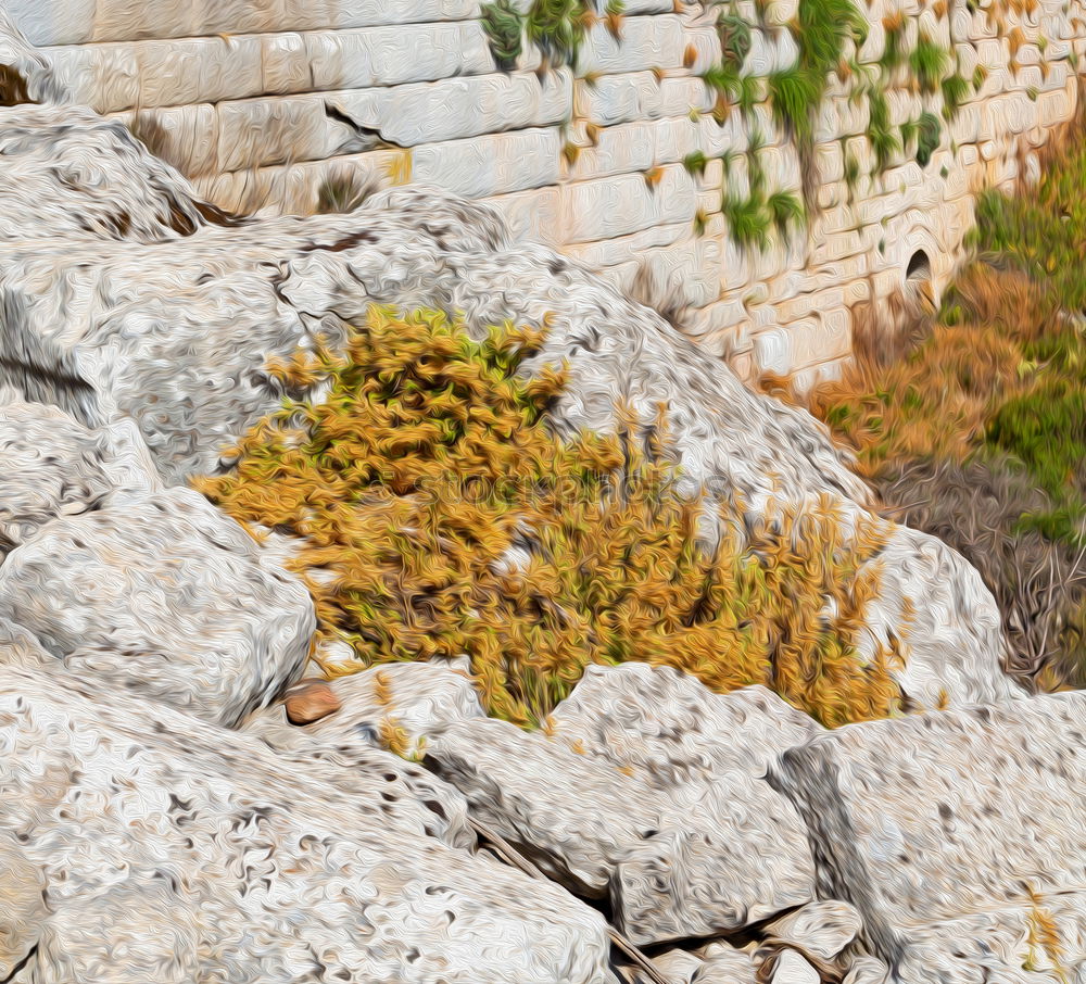 Similar – gelbe Blumen (Steinkraut) an einer Mauer