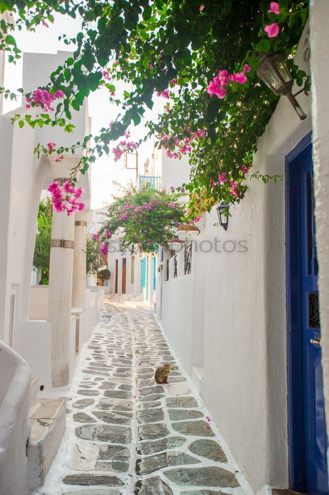 Similar – Image, Stock Photo typical cycladic