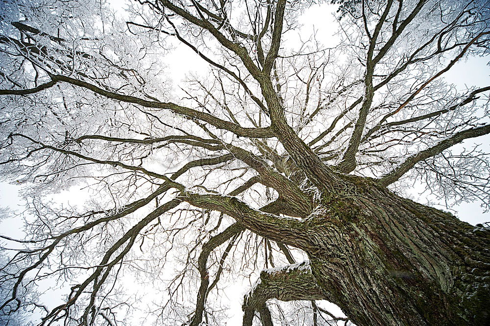 Similar – camouflage bark