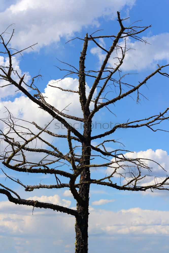 Similar – skeleton Tree Skeleton Dry