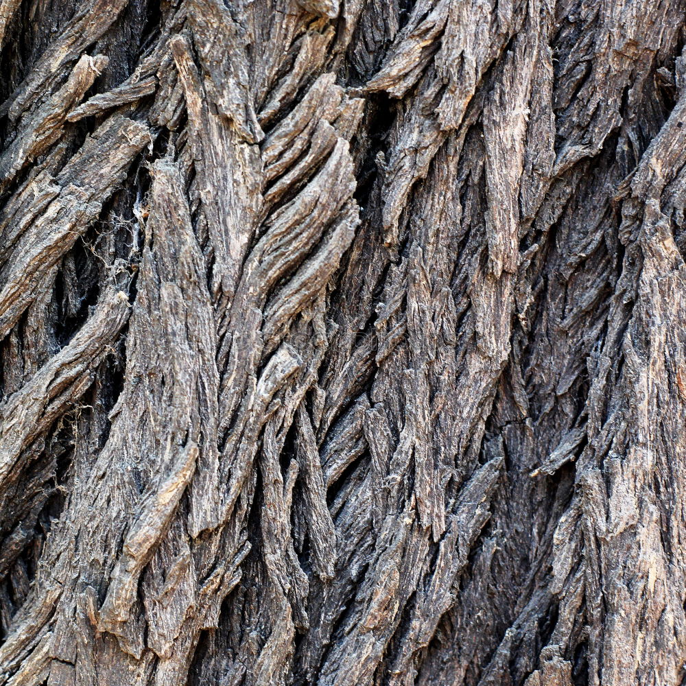 Similar – Image, Stock Photo The root sepp Nature Tree